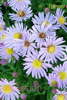 Aster White Filler