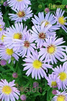 Aster White Filler