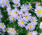 Aster White Filler