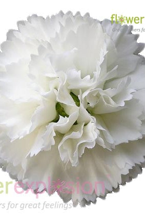 White Carnations