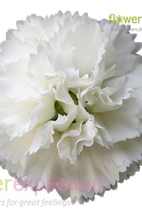 White Carnations