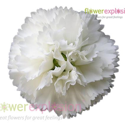 White Carnations