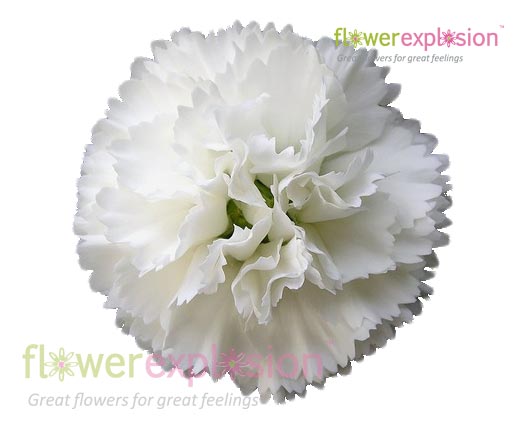 White Carnations
