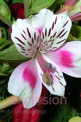 White & Pink Alstroemerias