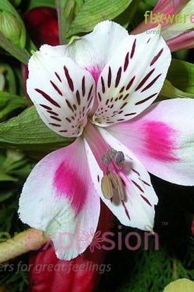 White & Pink Alstroemerias