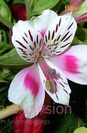 White & Pink Alstroemerias