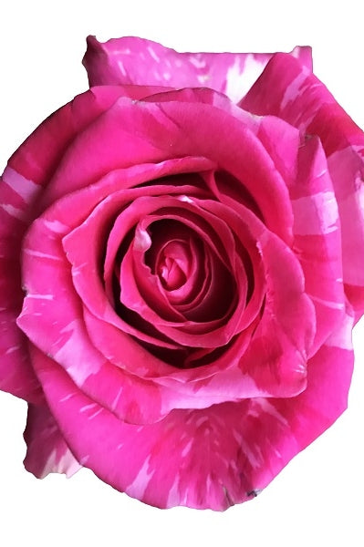 Wild topaz rose