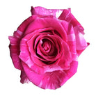 Wild topaz rose