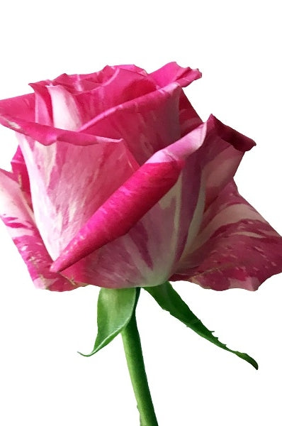 novelty pink white rose