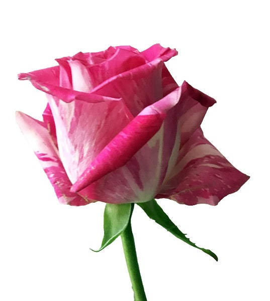 novelty pink white rose