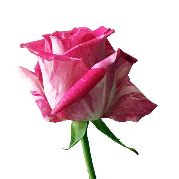novelty pink white rose