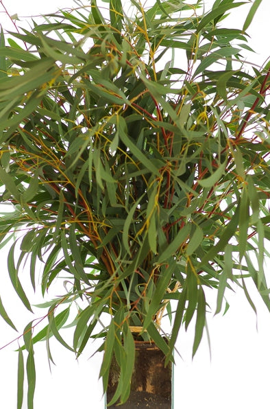 Willow Fresh Eucalyptus