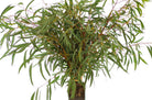 Willow Fresh Eucalyptus