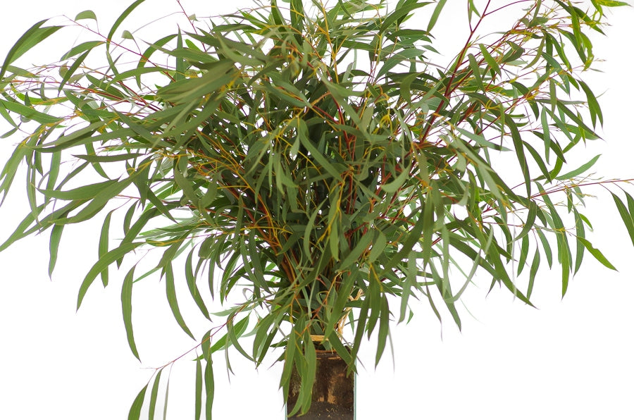 Willow Fresh Eucalyptus