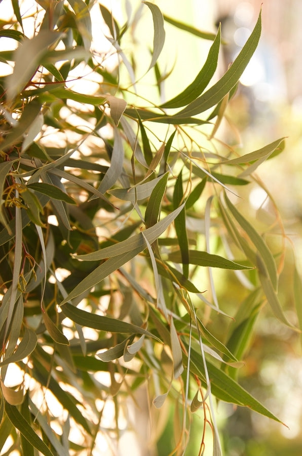 Willow Fresh Eucalyptus Greenery