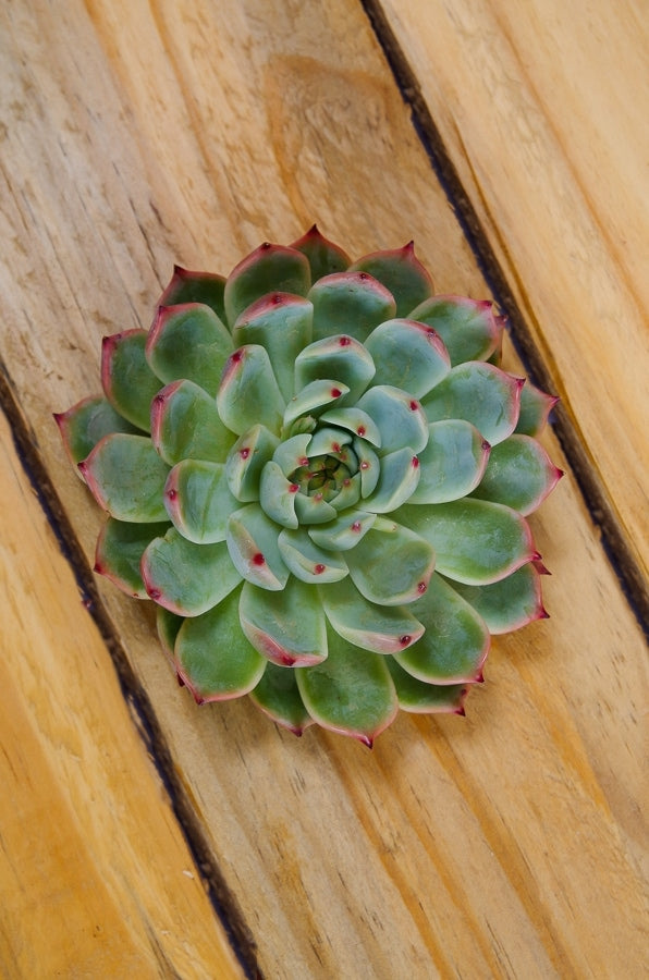 Wintergreen Succulent Flower