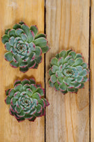 Wintergreen Succulent Flowers