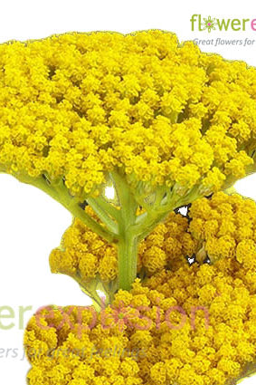 Yellow Achillea