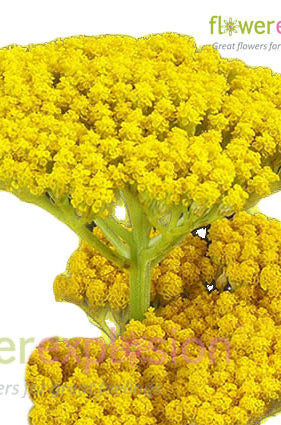 Yellow Achillea