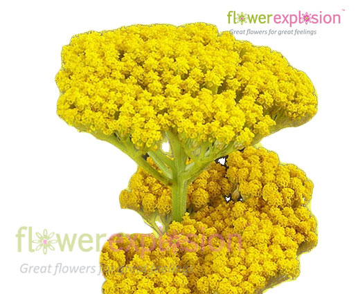 Yellow Achillea