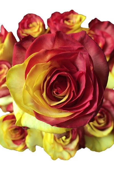 yellow and red tinted rose