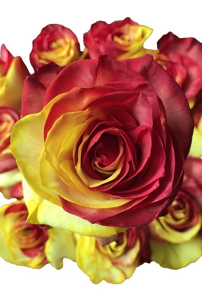 yellow and red tinted rose