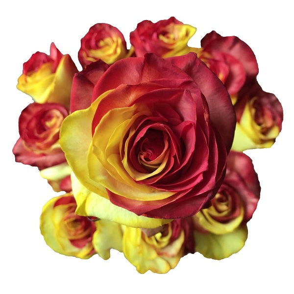 yellow and red tinted rose