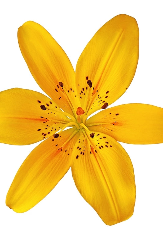 Yellow Asiatic Lily