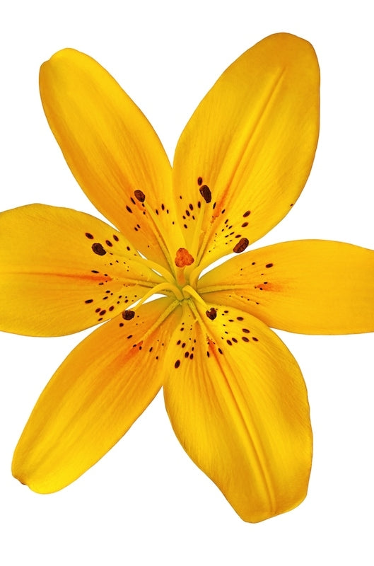 Yellow Asiatic Lily