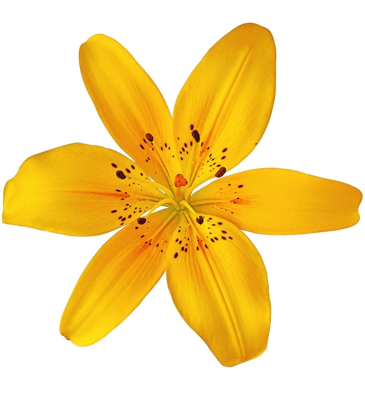 Yellow Asiatic Lily