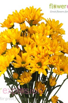Yellow Daisy Poms