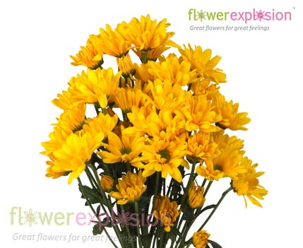 Yellow Daisy Poms