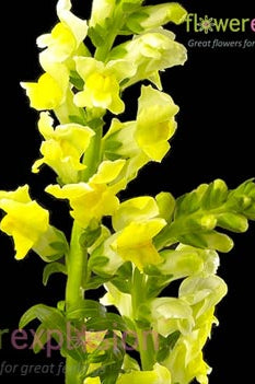 Yellow Snapdragons