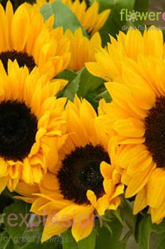 Yellow Sunflowers