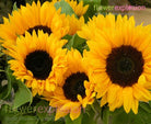 Yellow Sunflowers