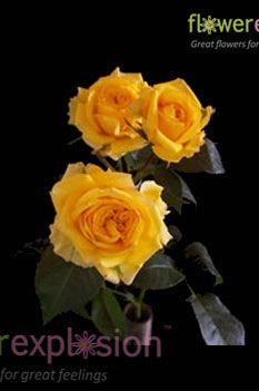 Yellow Spray Roses - flowerexplosion.com