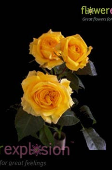 Yellow Spray Roses - flowerexplosion.com