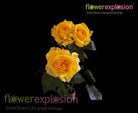 Yellow Spray Roses - flowerexplosion.com