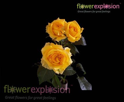 Yellow Spray Roses - flowerexplosion.com