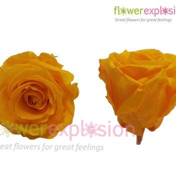 Yellow Preserved Rose