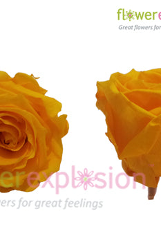 Yellow Preserved Rose