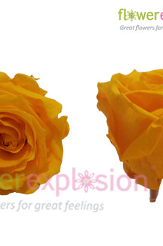 Yellow Preserved Rose