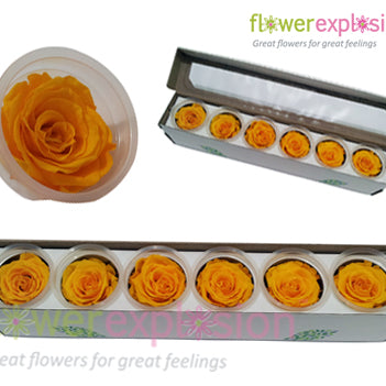 Yellow Preserved Rose