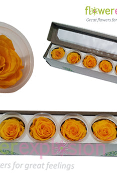 Yellow Preserved Rose