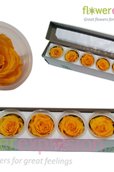 Yellow Preserved Rose