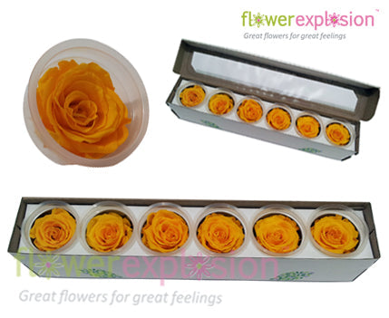 Yellow Preserved Rose