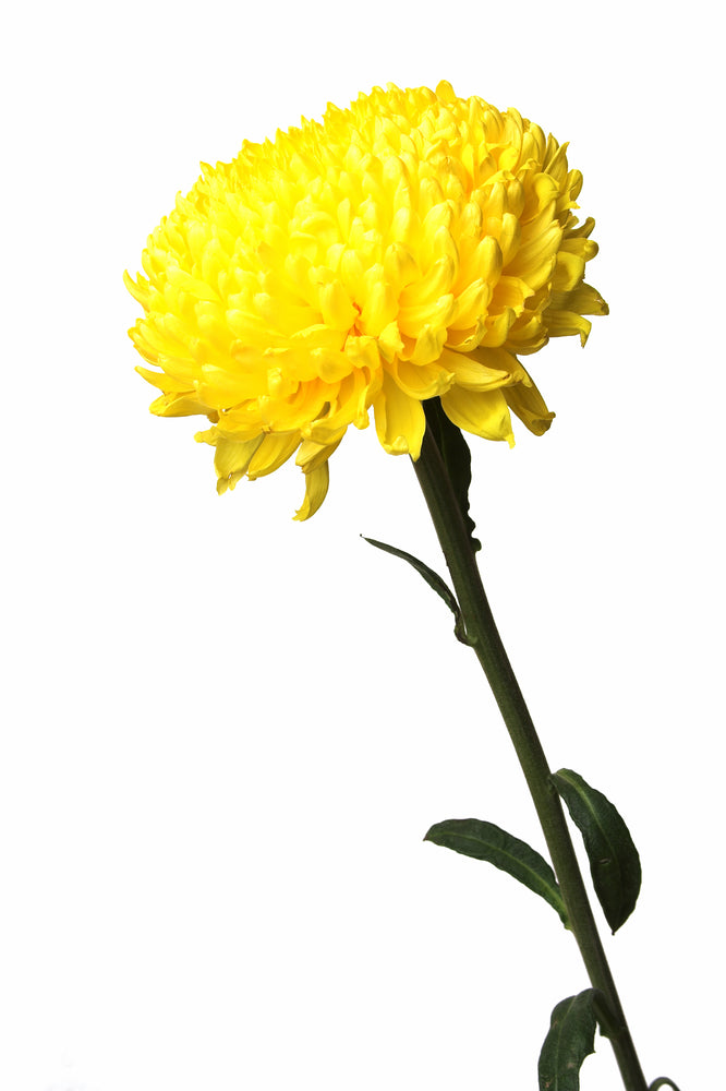 Yellow Football Mum