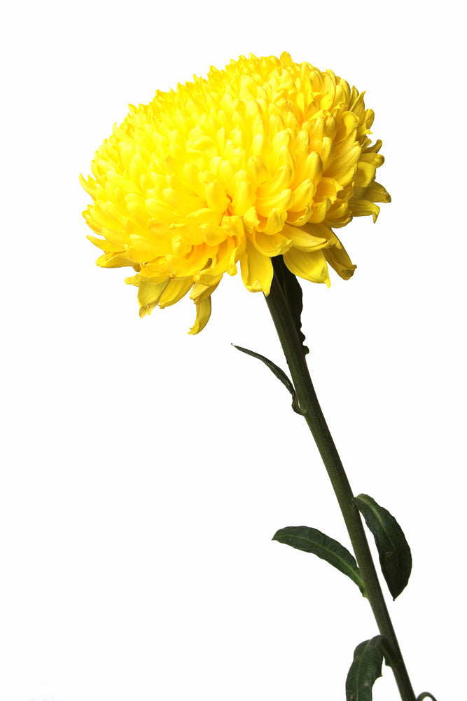 Yellow Football Mum