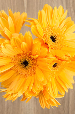 Yellow Gerbera Daisies Bouquet