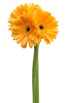 Yellow Gerbera Daisy Dark Eye